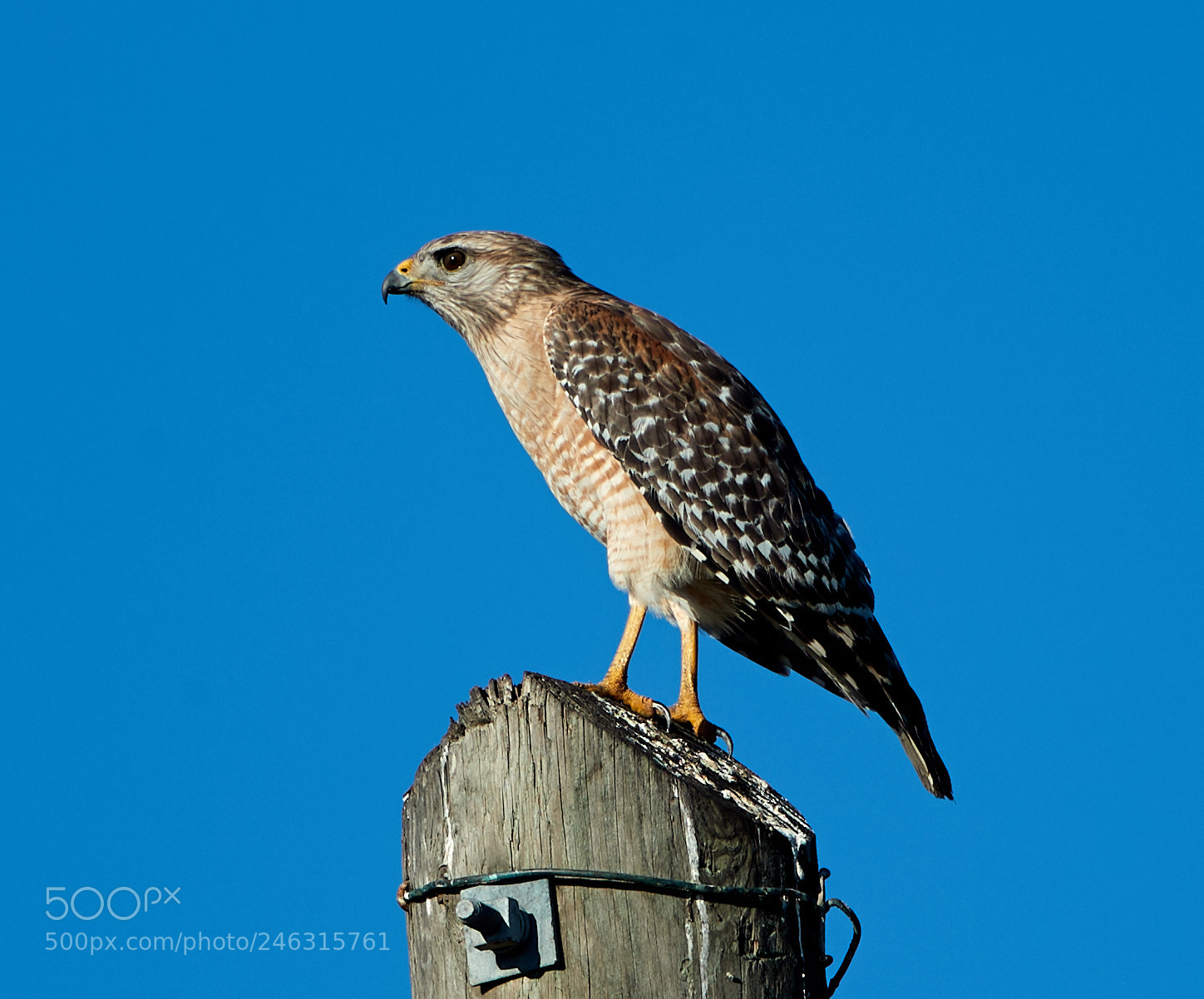 Canon EOS-1D X Mark II sample photo. 02-16-18-0003841.jpg photography