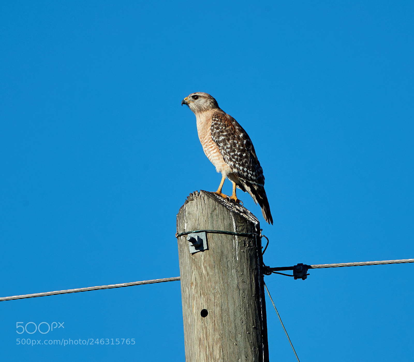 Canon EOS-1D X Mark II sample photo. 02-16-18-0003842.jpg photography