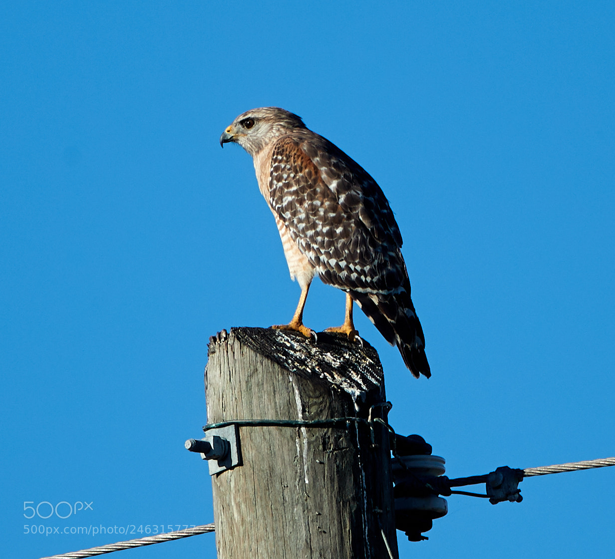 Canon EOS-1D X Mark II sample photo. 02-16-18-0003851.jpg photography
