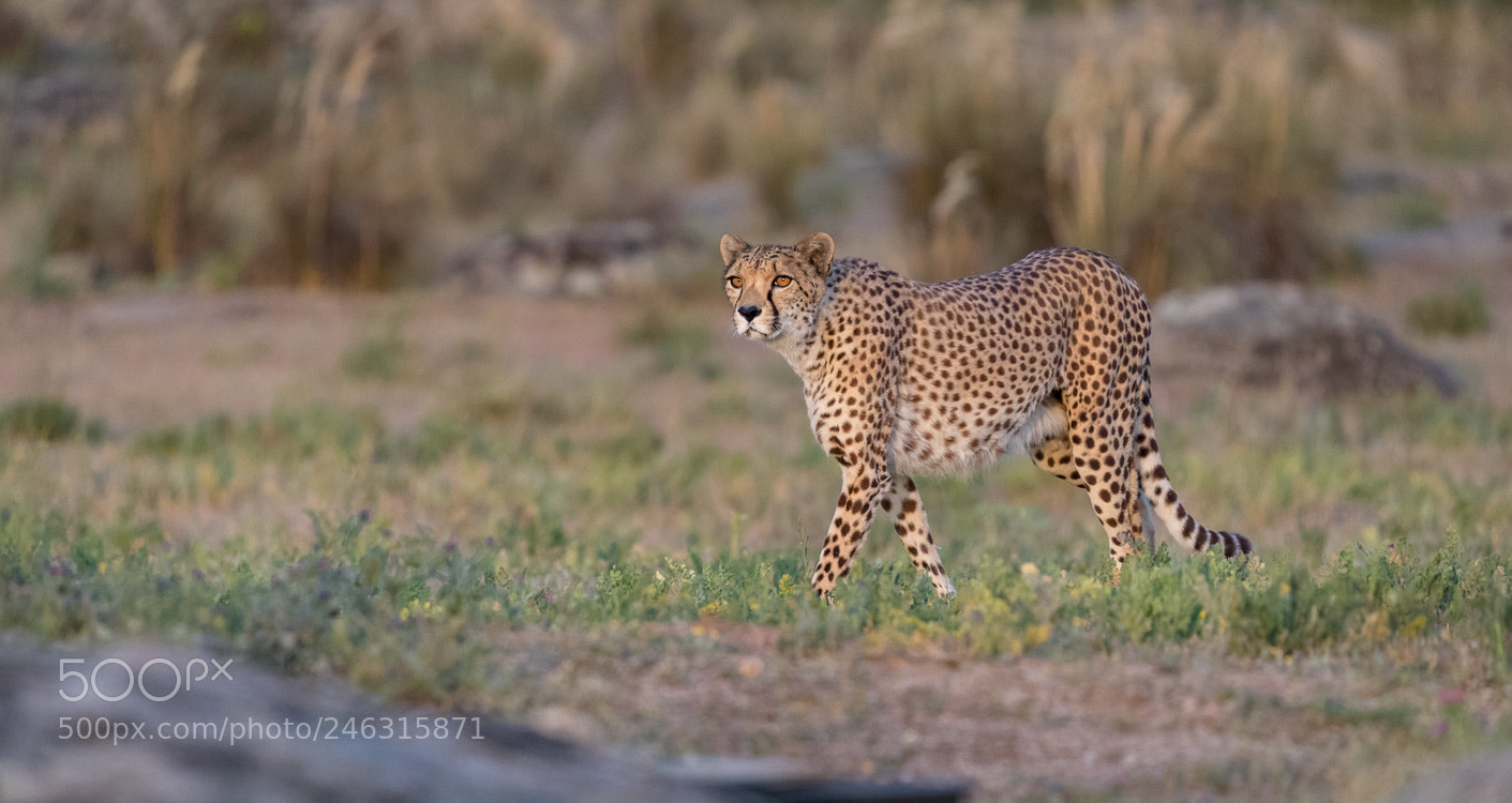 Canon EOS-1D X Mark II sample photo. Cheetah photography