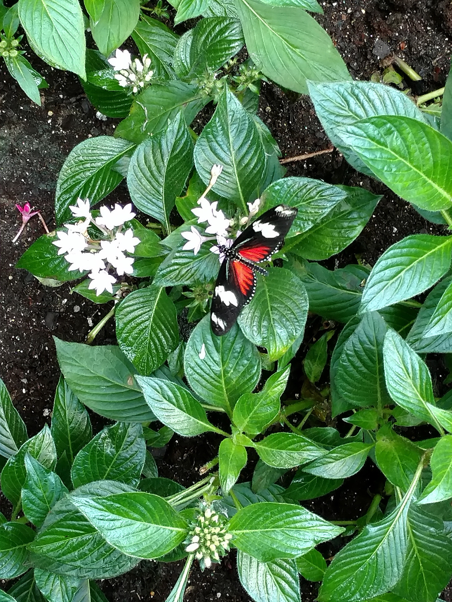 Motorola DROID Turbo 2 sample photo