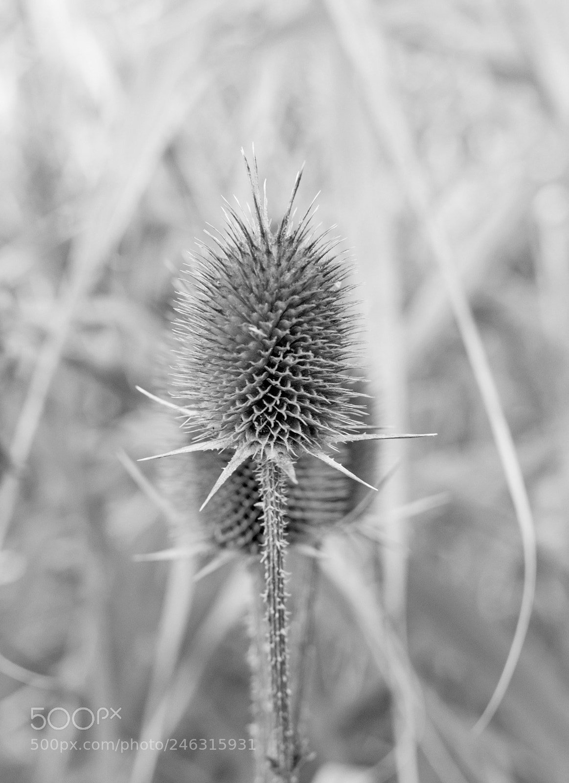 Nikon D80 sample photo. Arctium photography