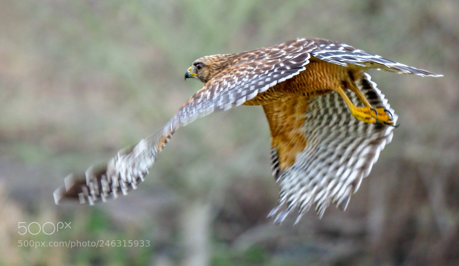 Olympus OM-D E-M1 Mark II sample photo. Hawk in flight photography