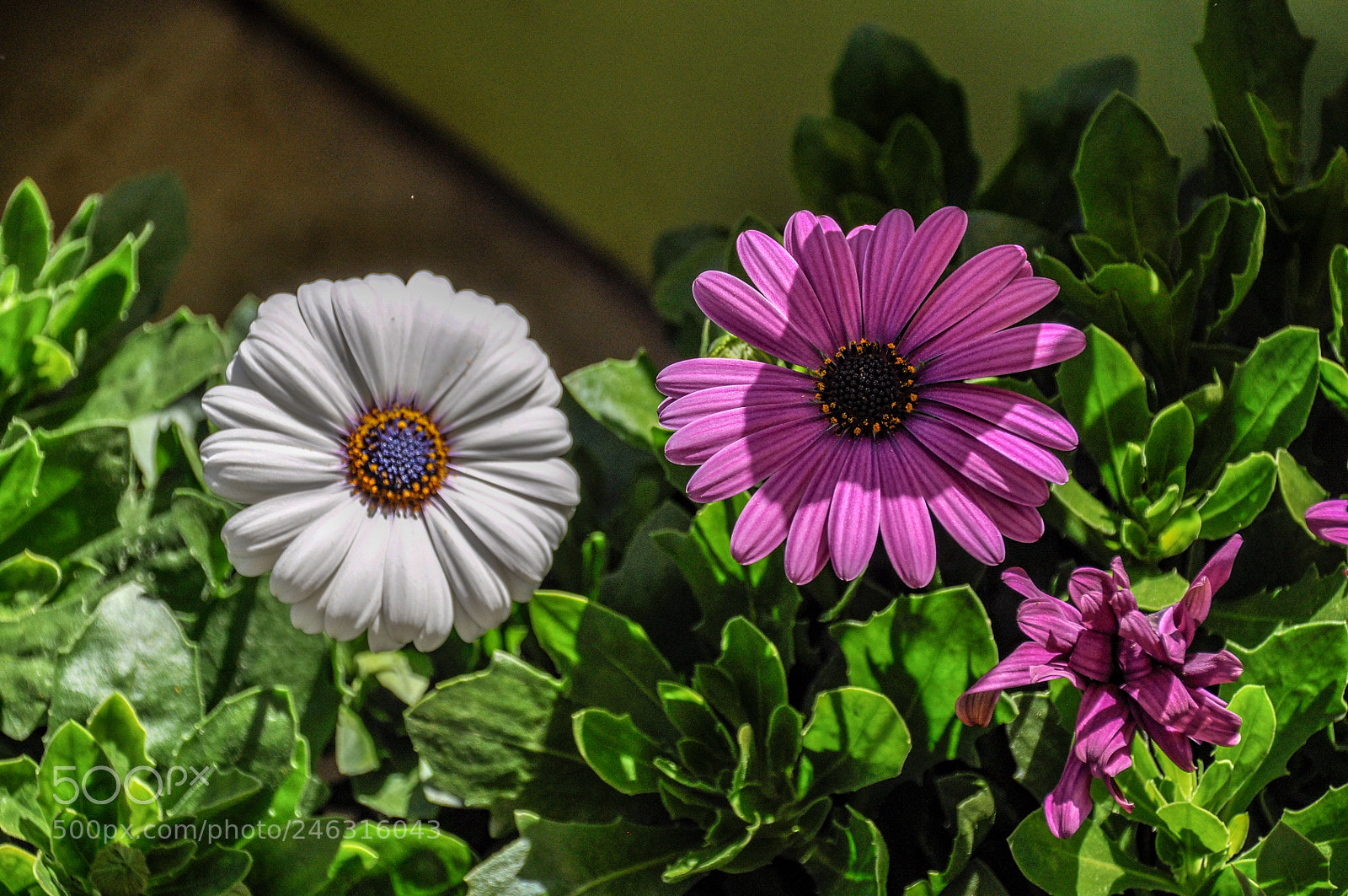 Nikon D90 sample photo. Untitled photography