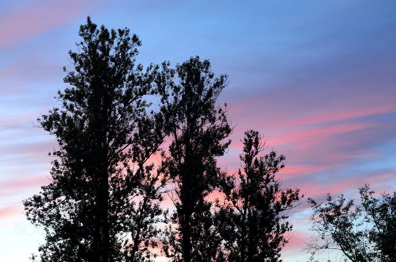 Nikon D610 + Nikon AF Nikkor 50mm F1.8D sample photo. Trees at sunset. photography