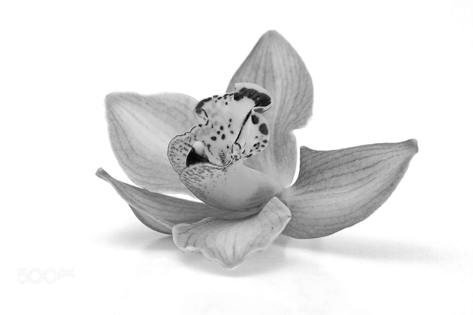 Canon EOS 7D sample photo. Isolated beautiful orchid in photography