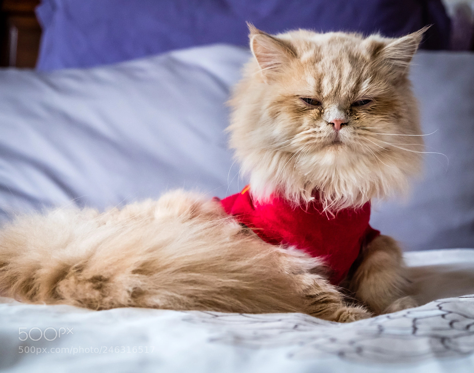 Fujifilm X-E2 sample photo. Cat photography