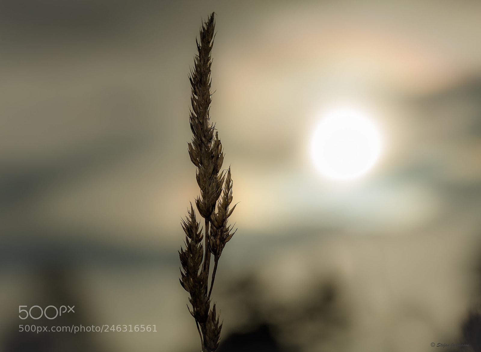 Canon EOS 5DS R sample photo. Matthew 13:31-32 photography