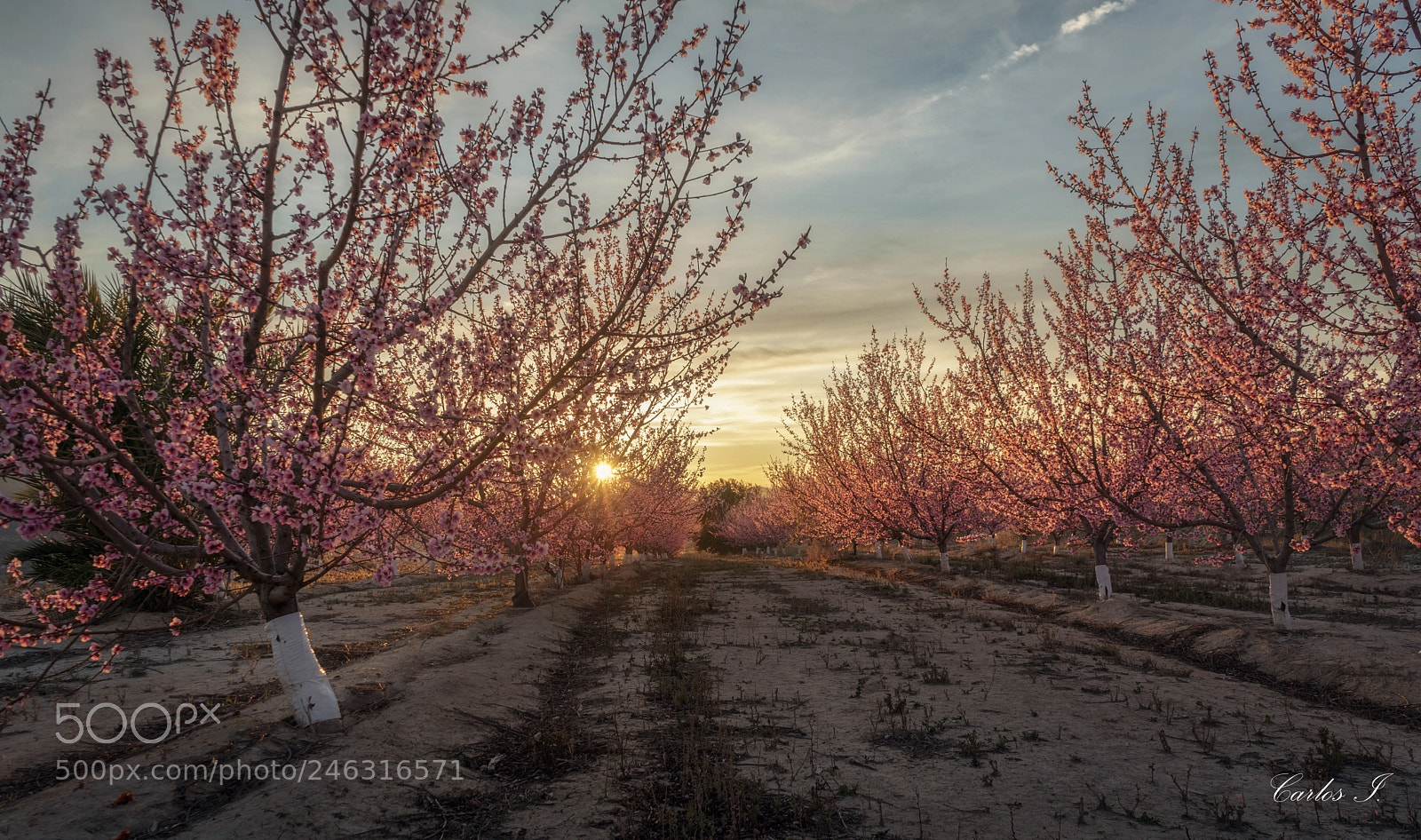 Sony a7 II sample photo. Ltimos rayos de sol photography