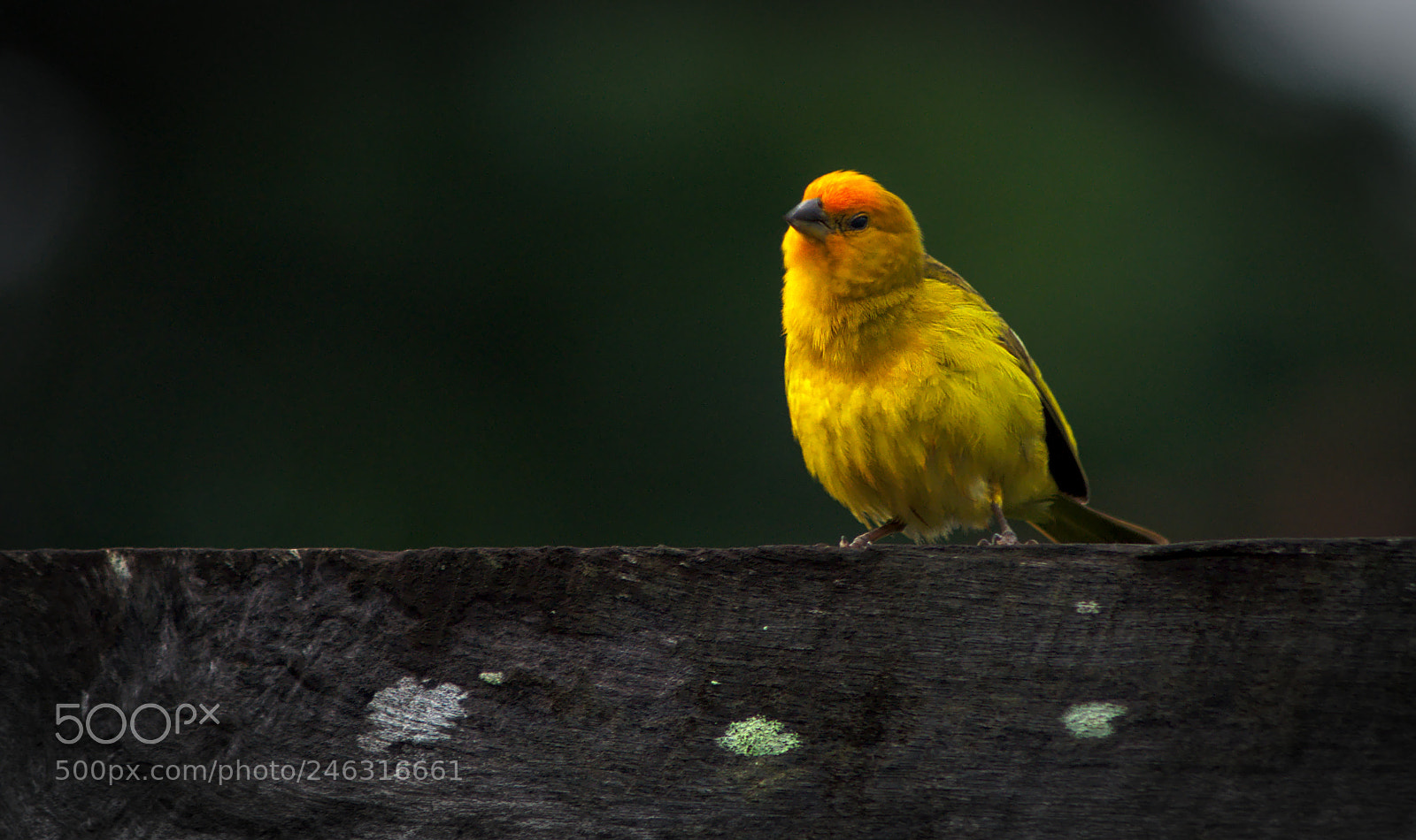 Nikon D90 sample photo. Sicalis flaveola in the photography