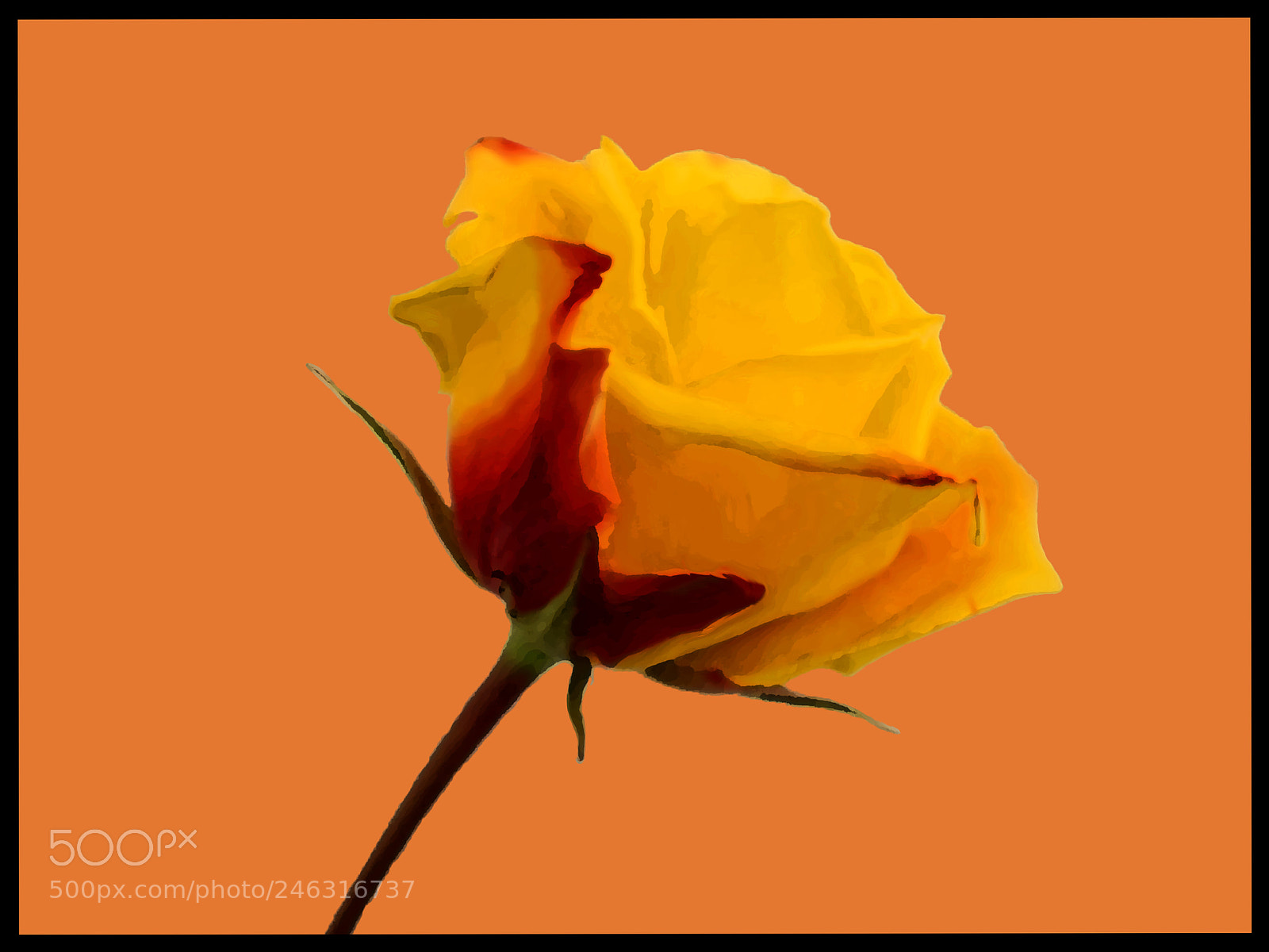 Olympus TG-5 sample photo. Valentine rose 2 photography