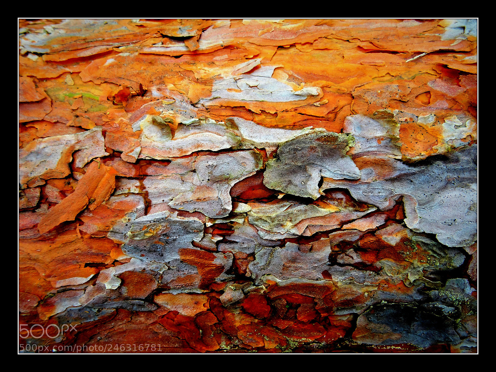 Sony DSC-HX50 sample photo. Pattern photography