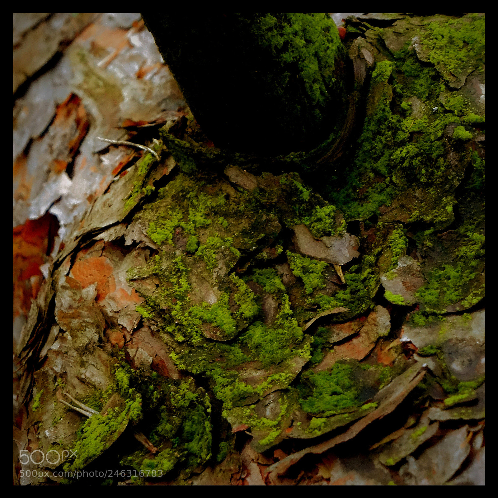 Sony DSC-HX50 sample photo. Parts of green photography