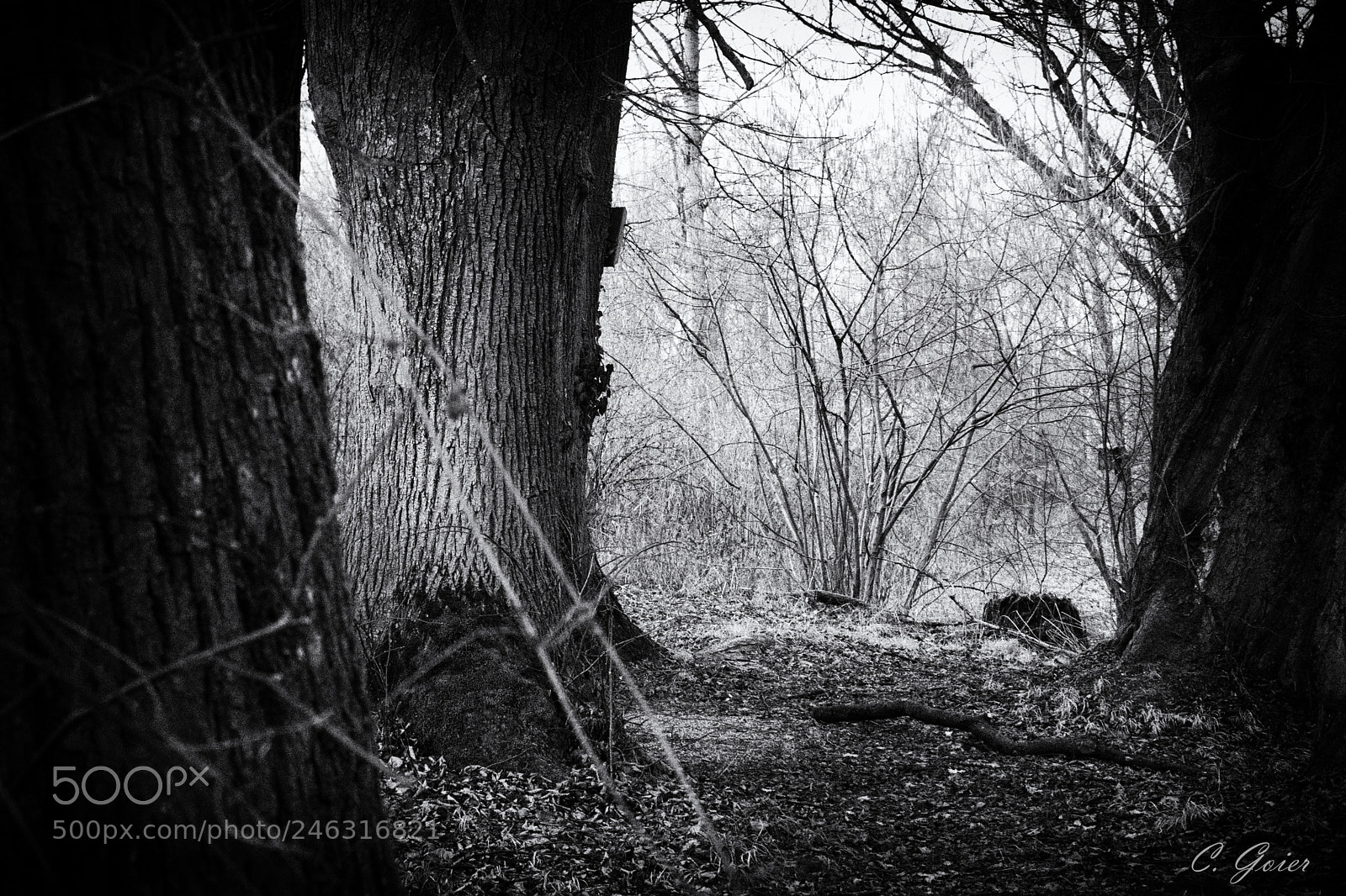 Canon EOS 77D (EOS 9000D / EOS 770D) sample photo. Gloomy forest photography