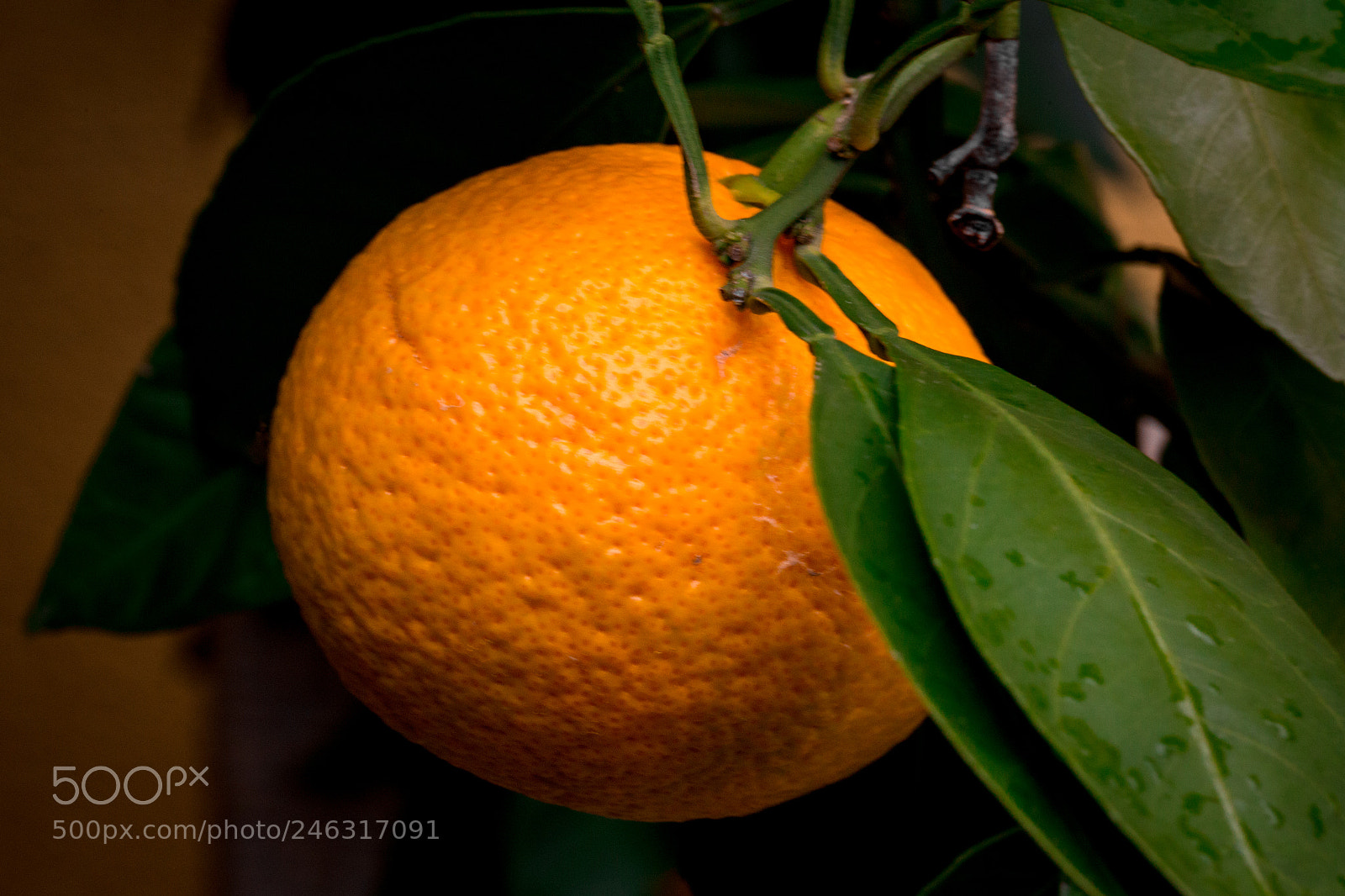 Canon EOS 6D sample photo. Austrian mandarines photography