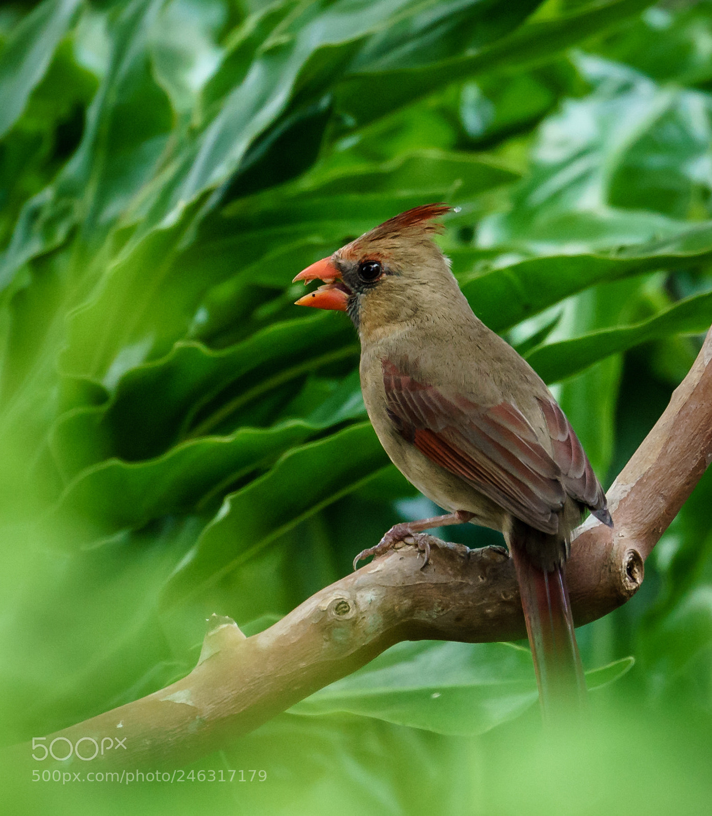 Sony a7R II sample photo. Cardinal photography