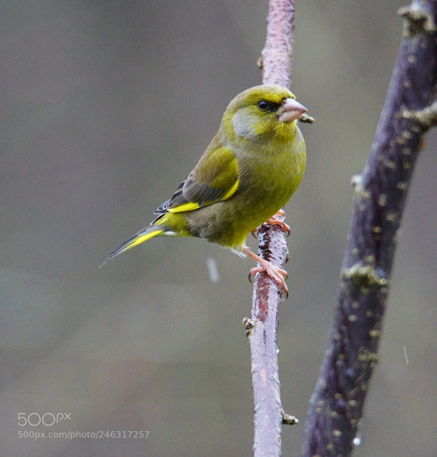 Sony ILCA-77M2 sample photo. Greenfinch photography