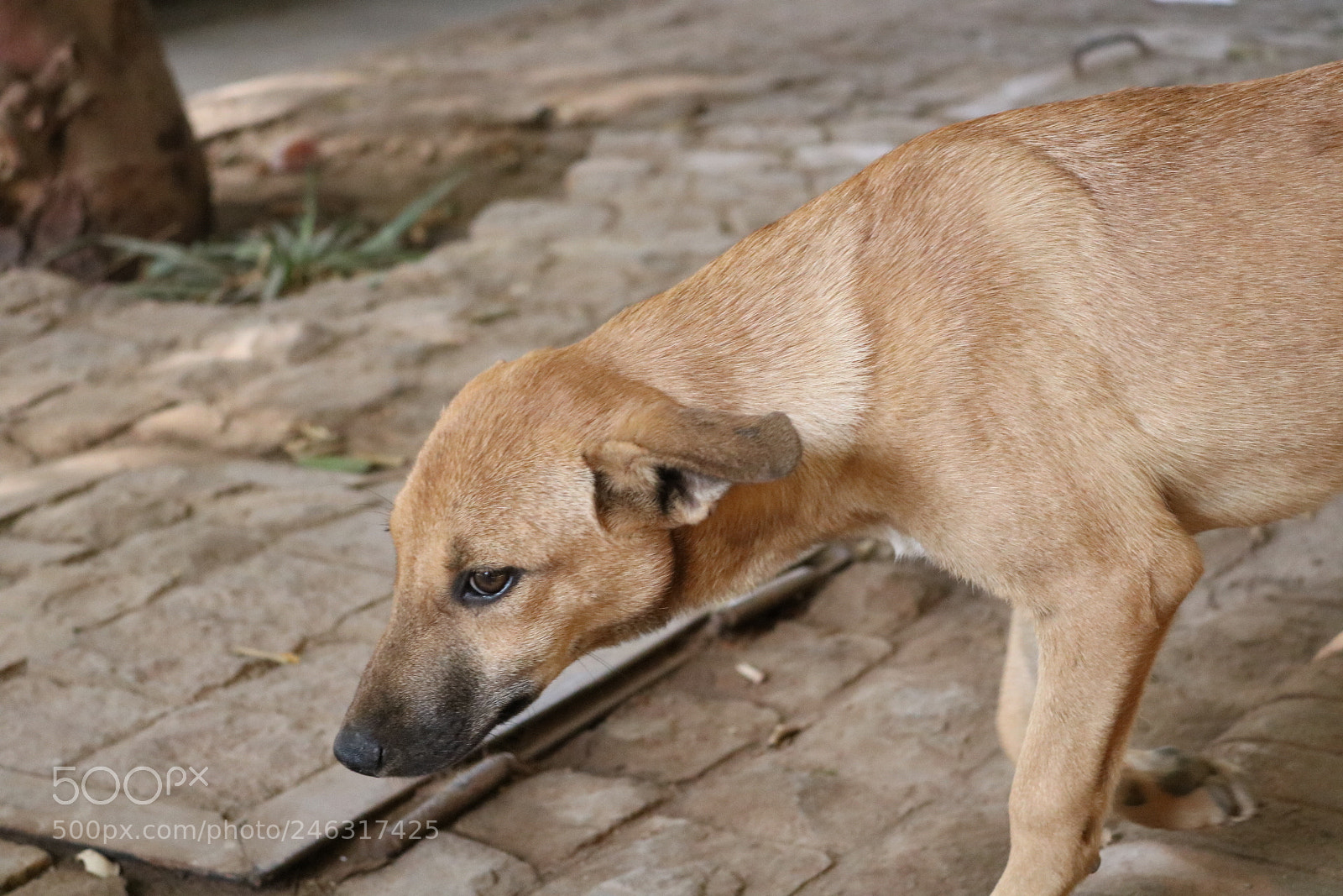 Canon EOS 750D (EOS Rebel T6i / EOS Kiss X8i) sample photo. Untitled photography