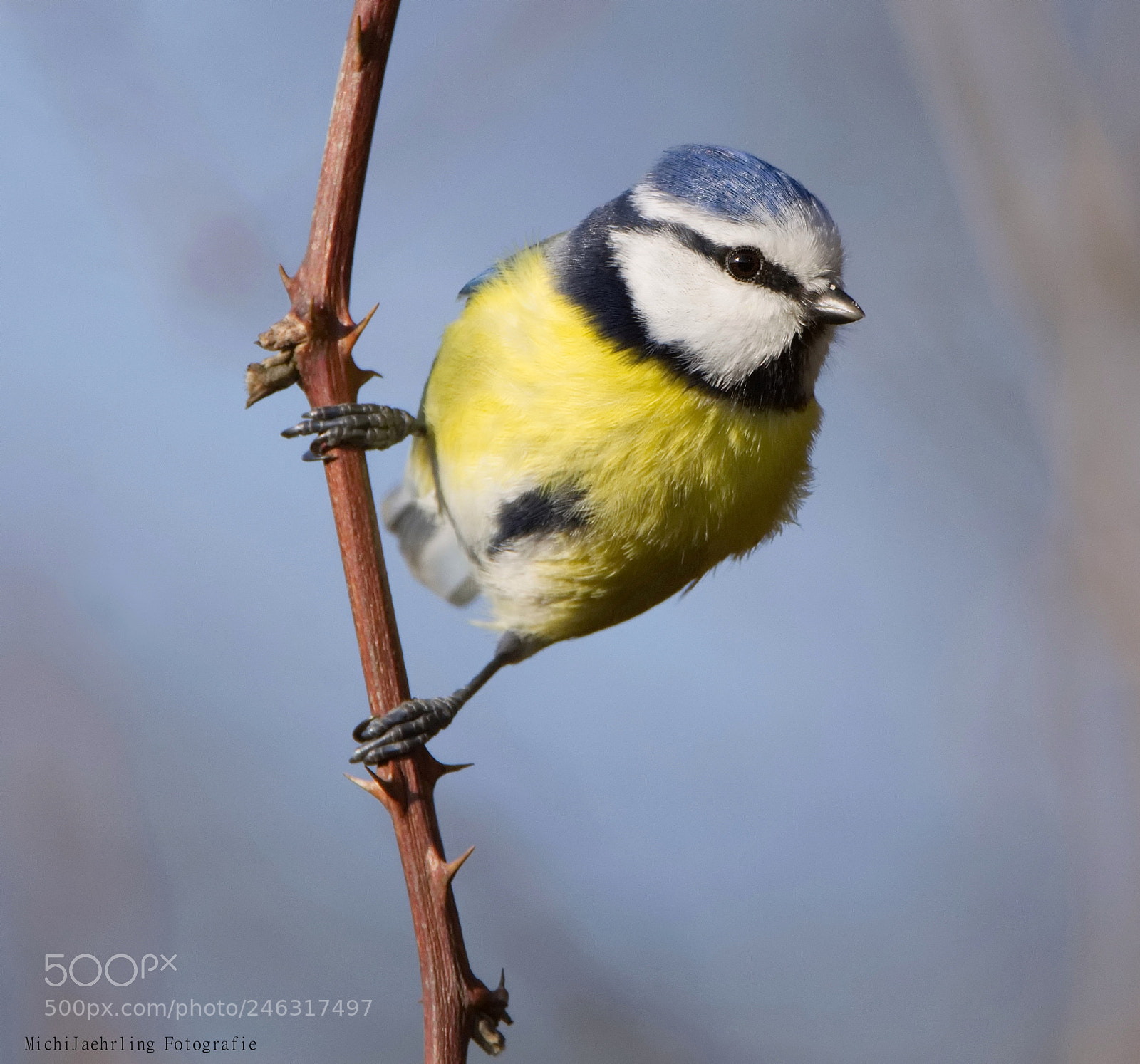Nikon D7200 sample photo. Blaumeise cyanistes caeruleus, syn photography