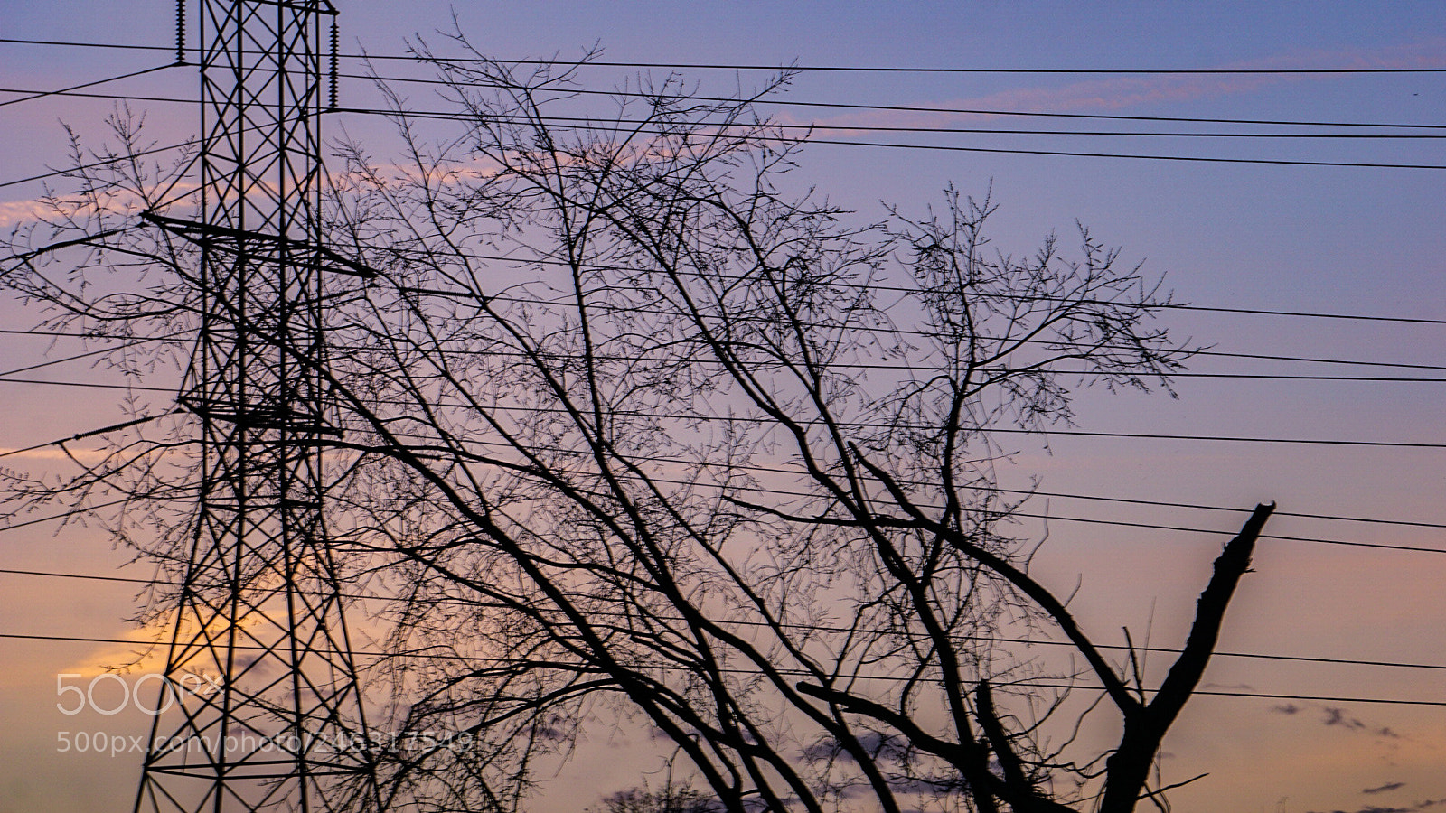 Sony a6000 sample photo. Tree top and powerlines photography