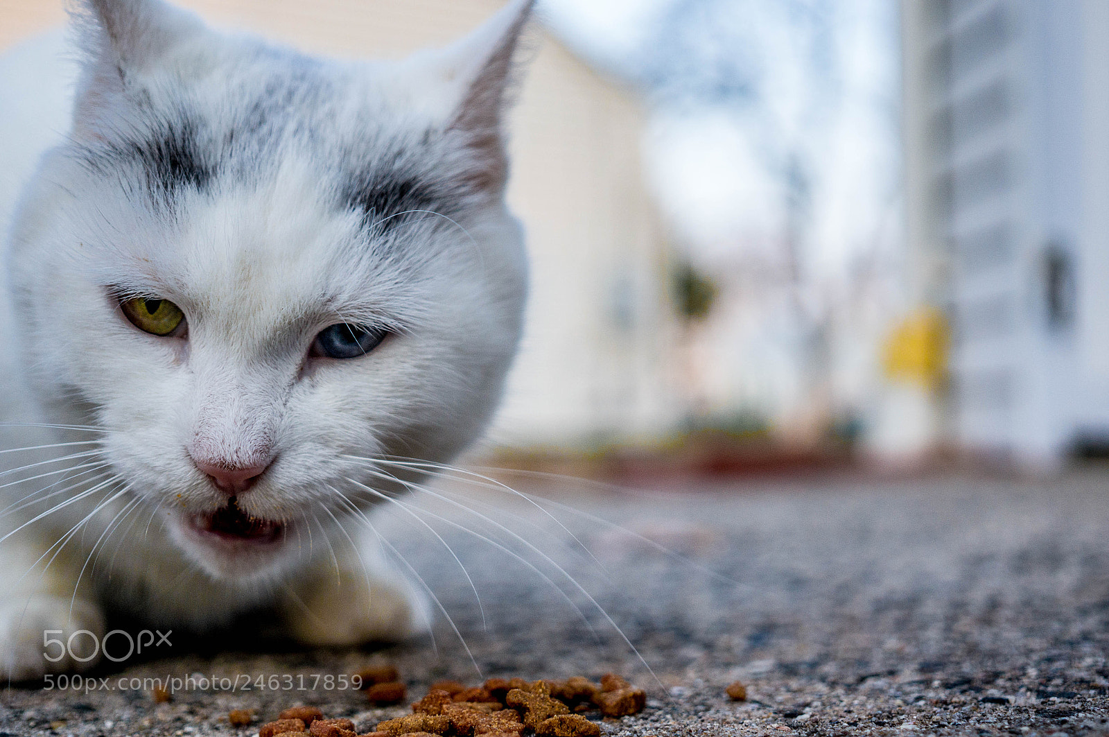 Sony Alpha NEX-6 sample photo. Meow photography