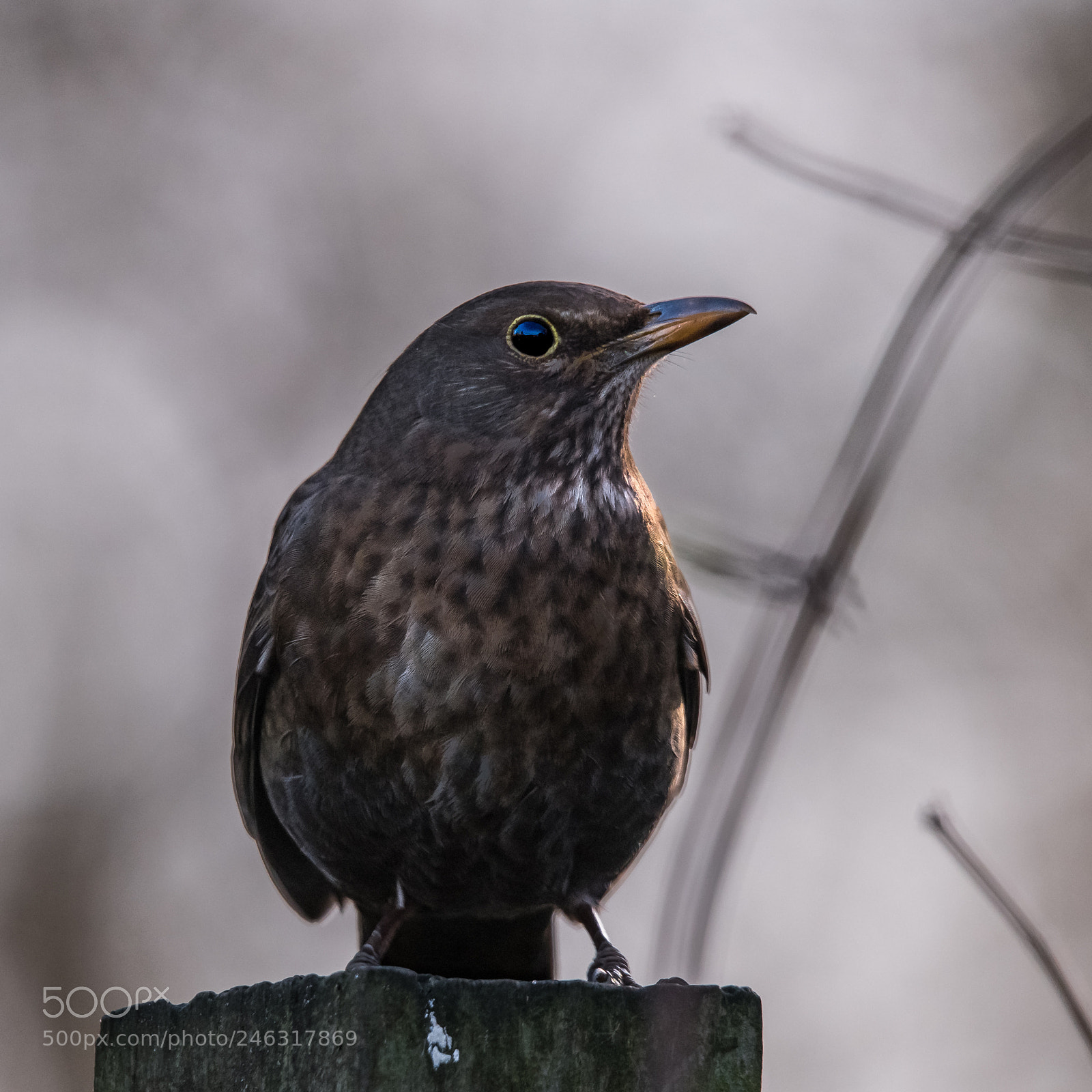Nikon D850 sample photo. Female blackbird photography