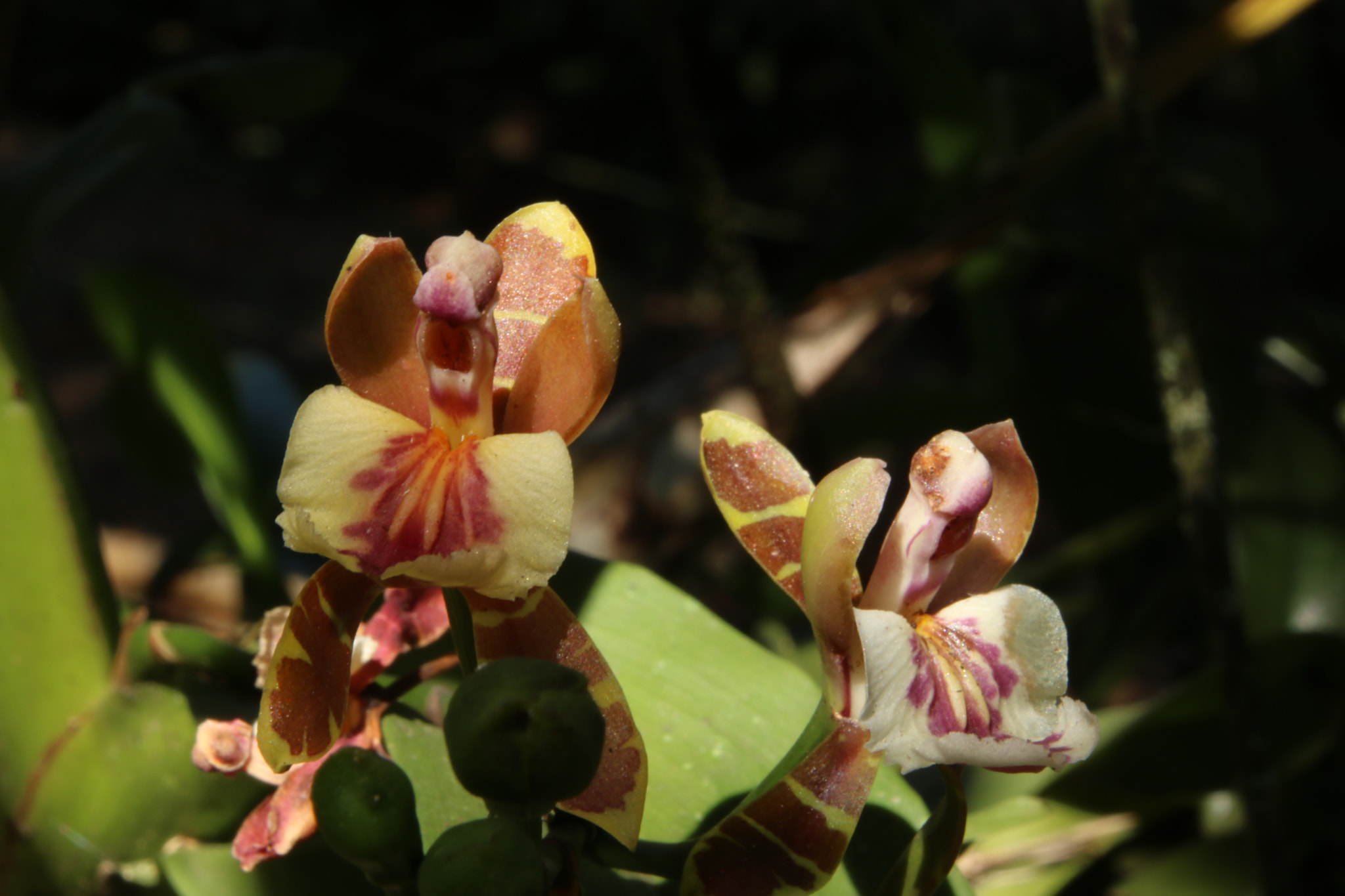 Canon EOS 760D (EOS Rebel T6s / EOS 8000D) sample photo. Ts photography