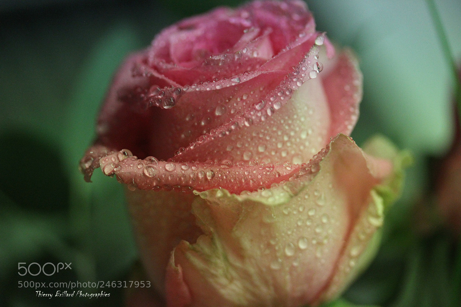 Canon EOS 600D (Rebel EOS T3i / EOS Kiss X5) sample photo. Rainbow rose photography