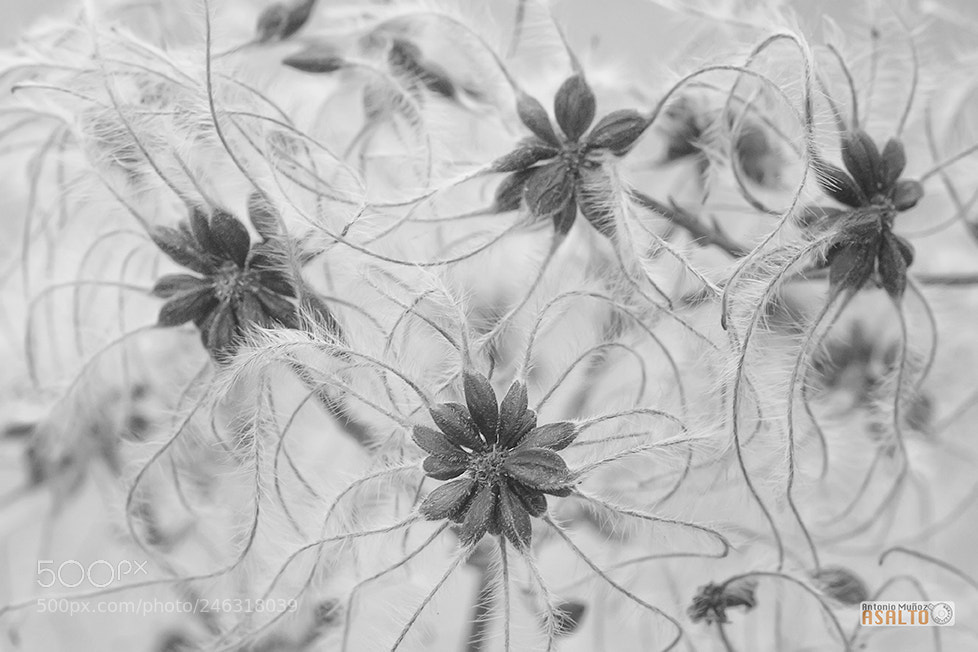 Canon EOS 7D sample photo. Nature photography