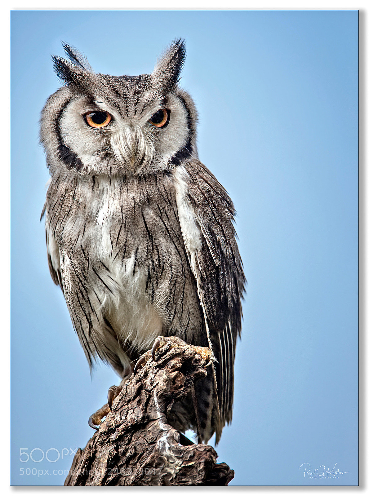 Canon EOS-1D X sample photo. Looking for breakfast .... photography