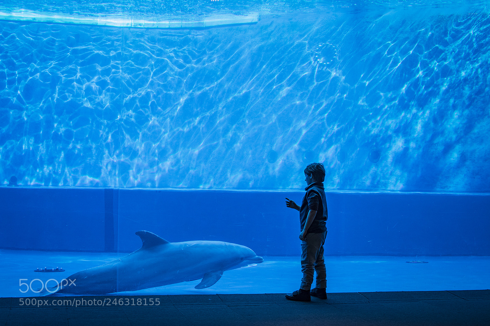 Nikon D7100 sample photo. He & curious dolphin photography