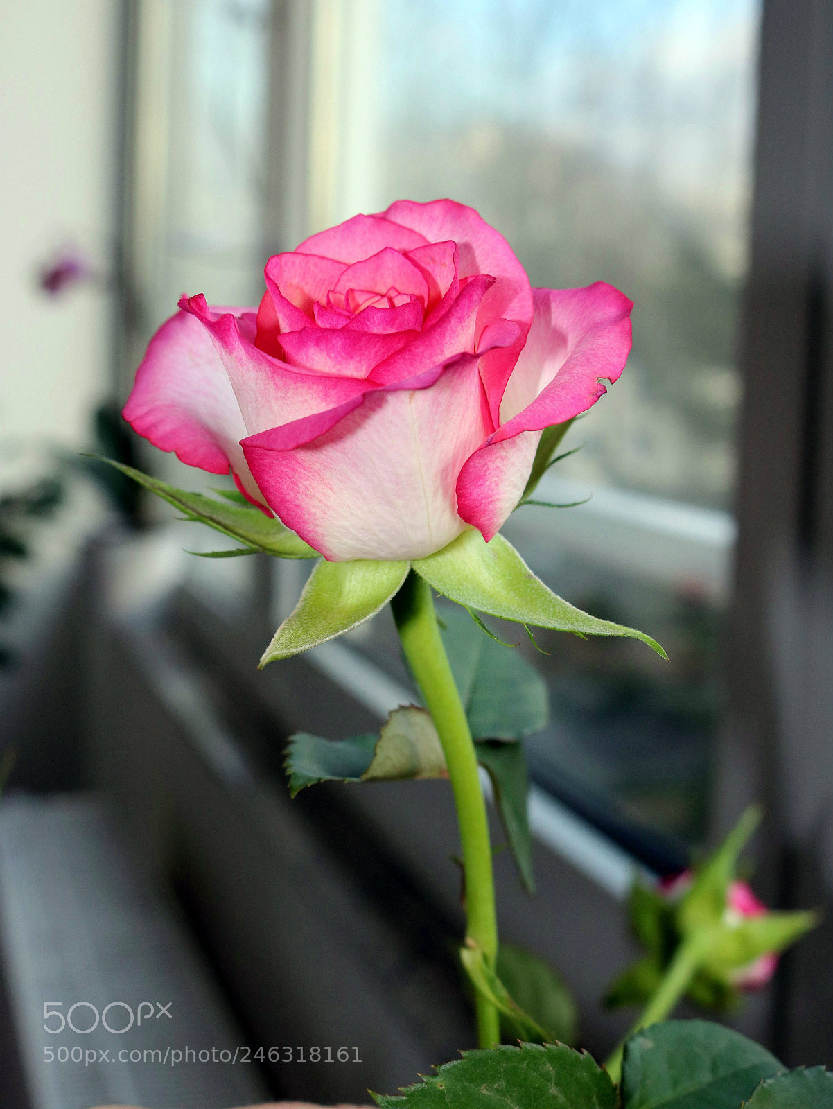 Canon EOS 750D (EOS Rebel T6i / EOS Kiss X8i) sample photo. Img photography