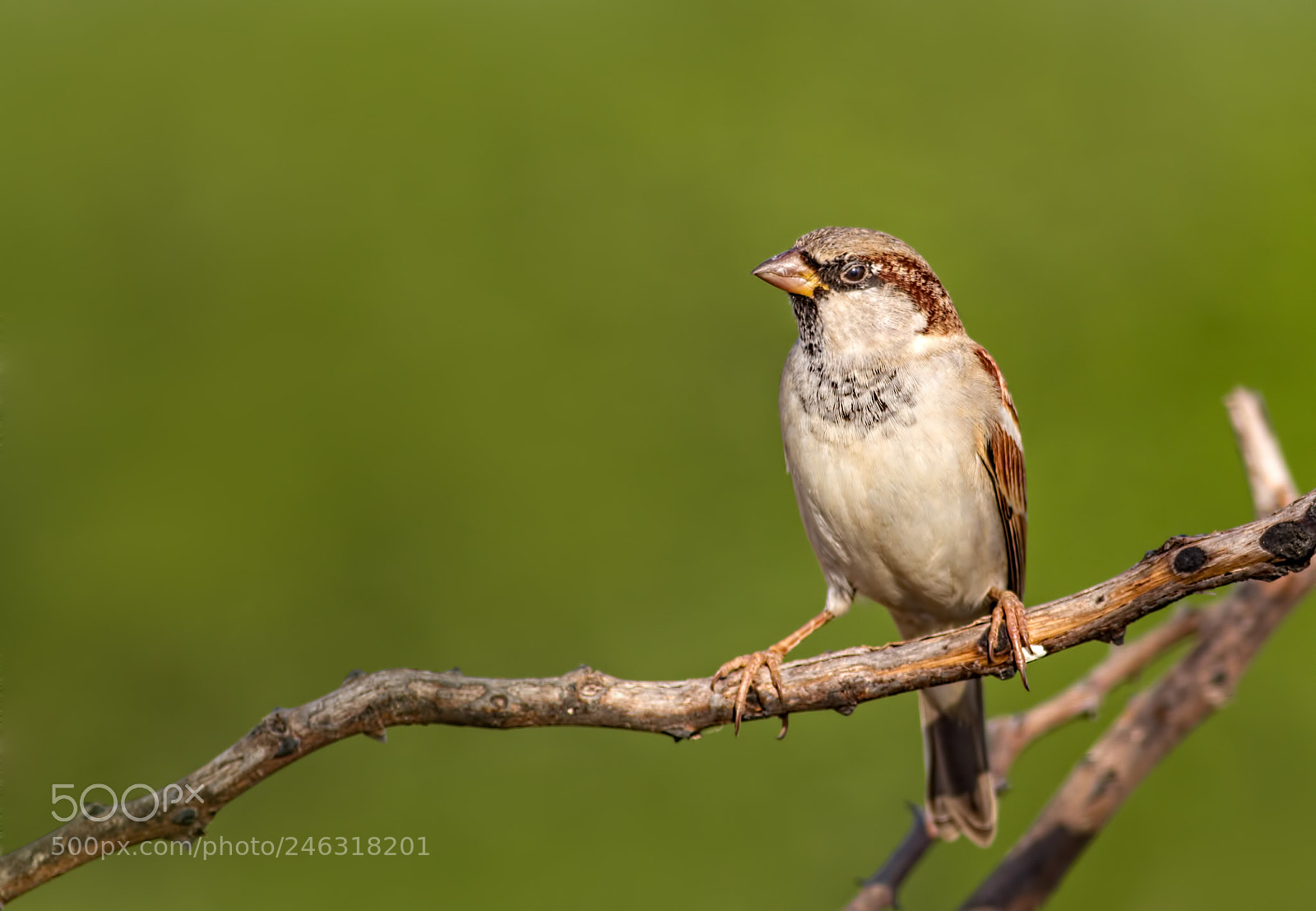 Canon EOS 7D sample photo. House sparrow (male) photography