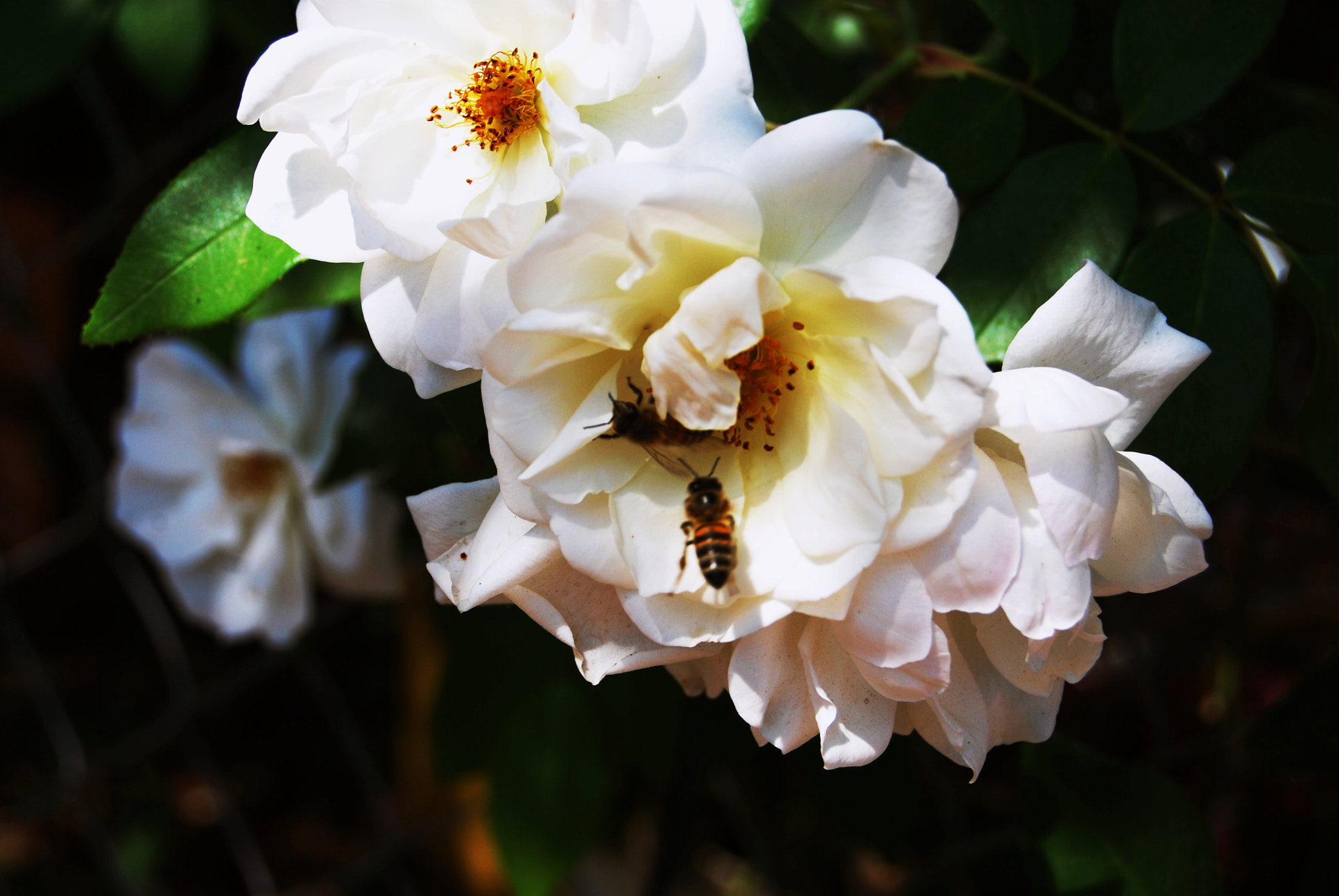 Nikon D40X sample photo. Bee photography