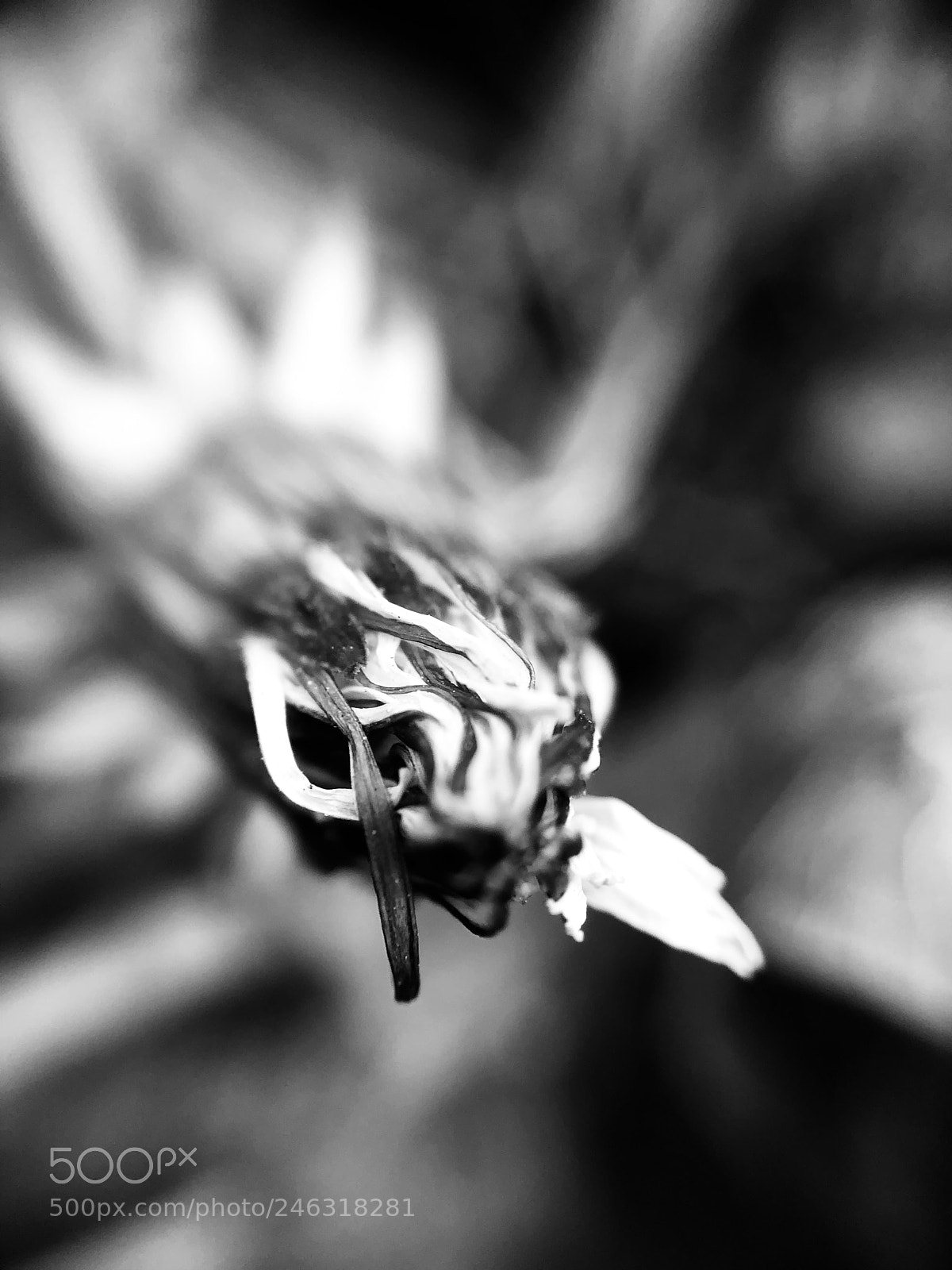 Apple iPhone X sample photo. Shrivel photography