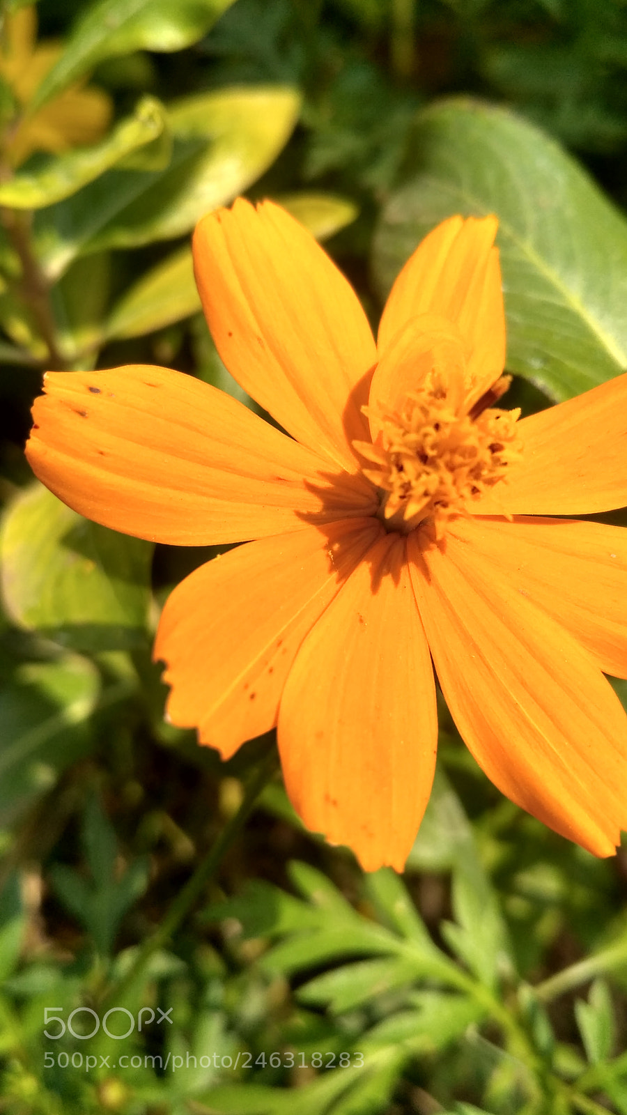Xiaomi Redmi 3S sample photo. Yellow flowers photography