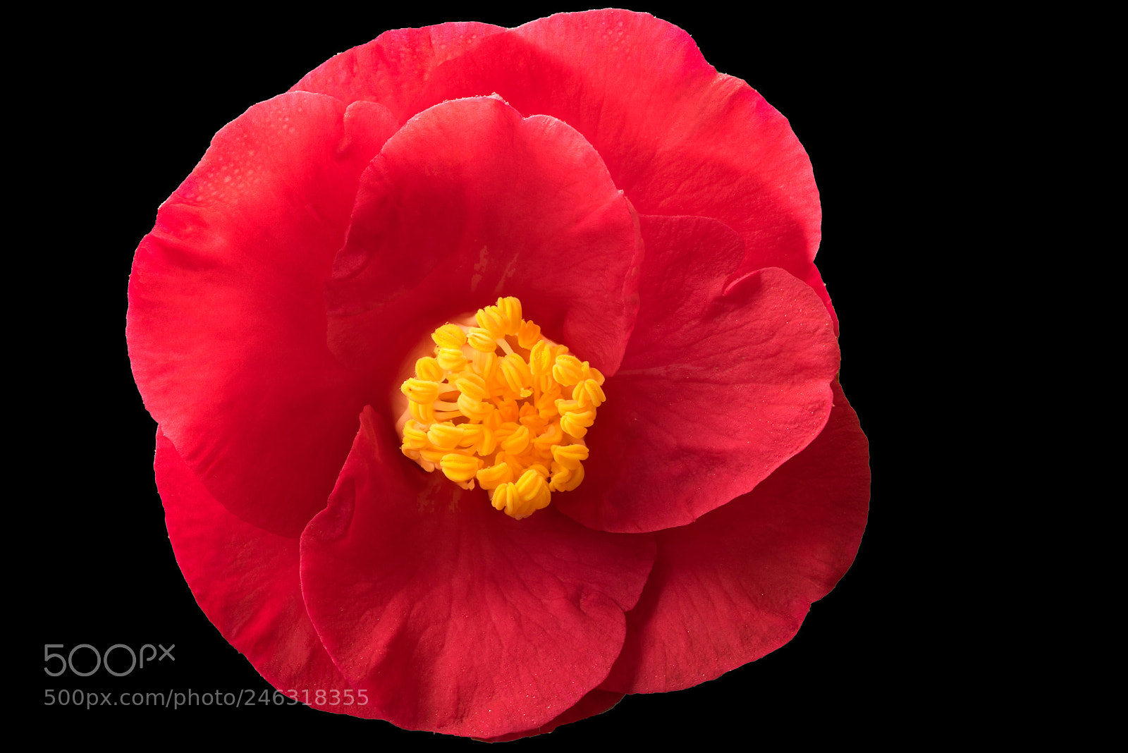 Sony a7R sample photo. Valentine photography