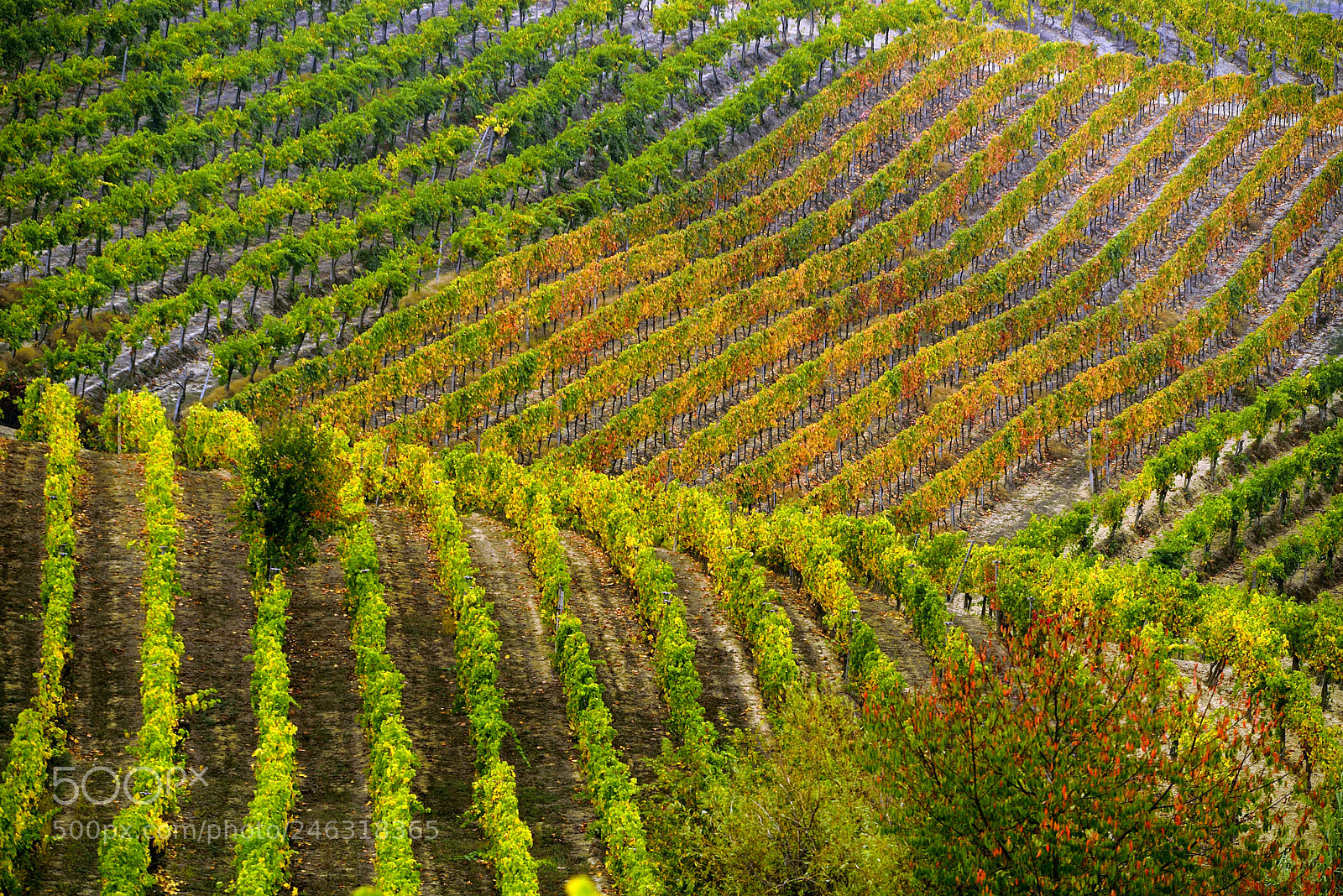 Nikon D800 sample photo. Vineyard photography
