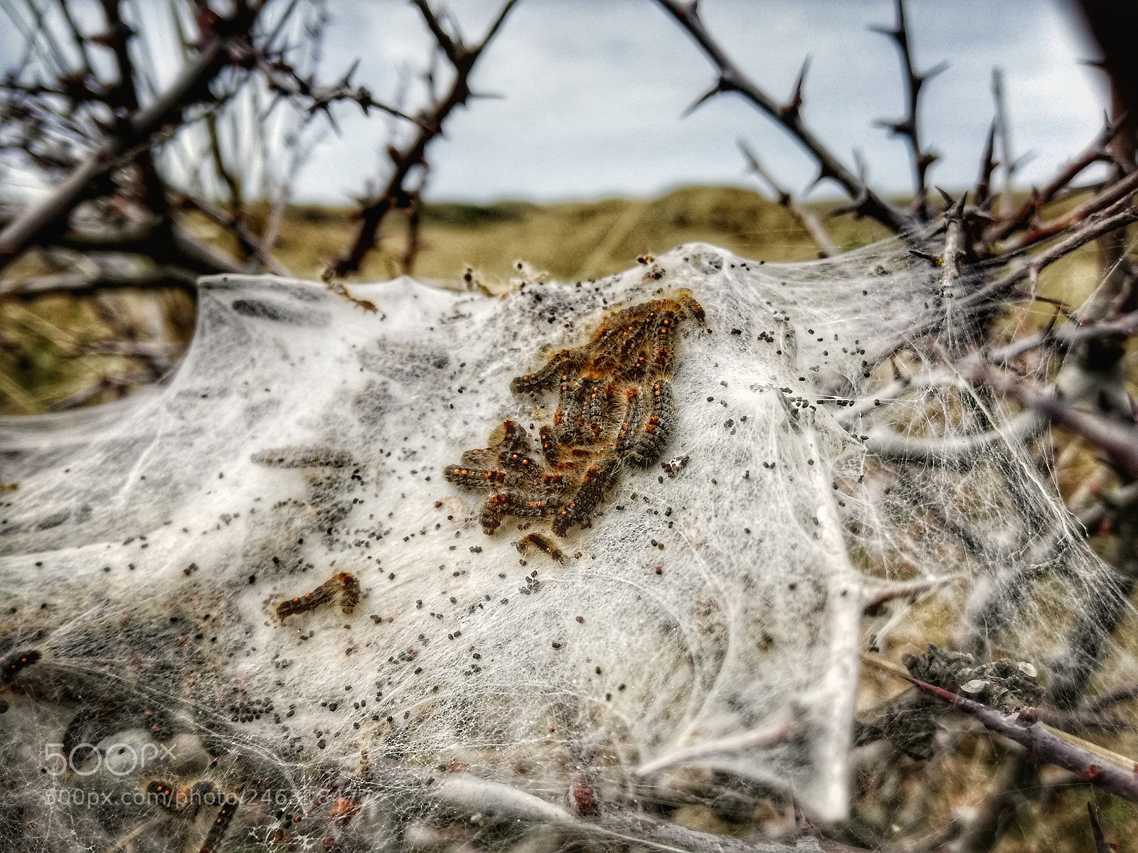 HUAWEI P9 LITE sample photo. Some awesome caterpillars! photography