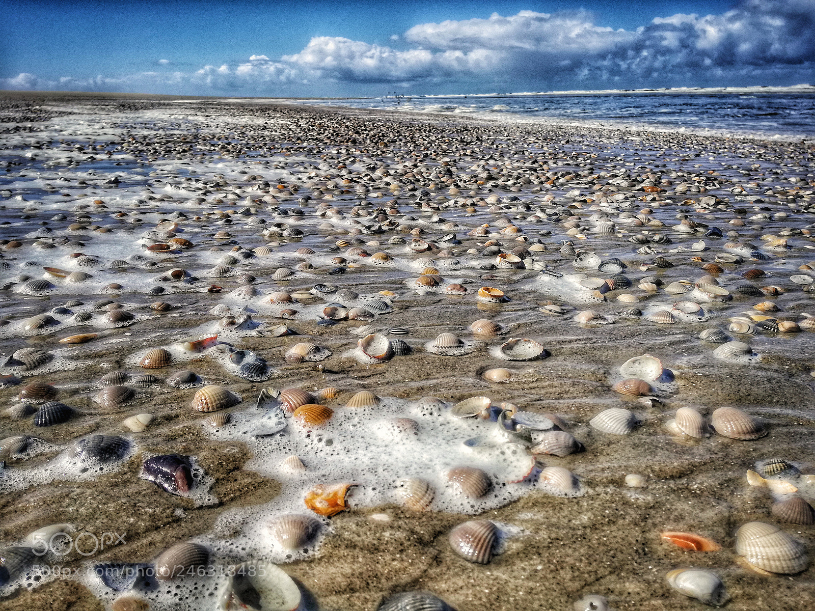 HUAWEI P9 LITE sample photo. A lot of seashells! photography