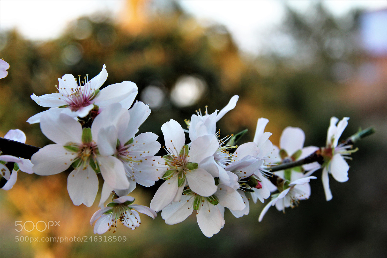 Canon EOS 60D sample photo. Flor de almendro photography
