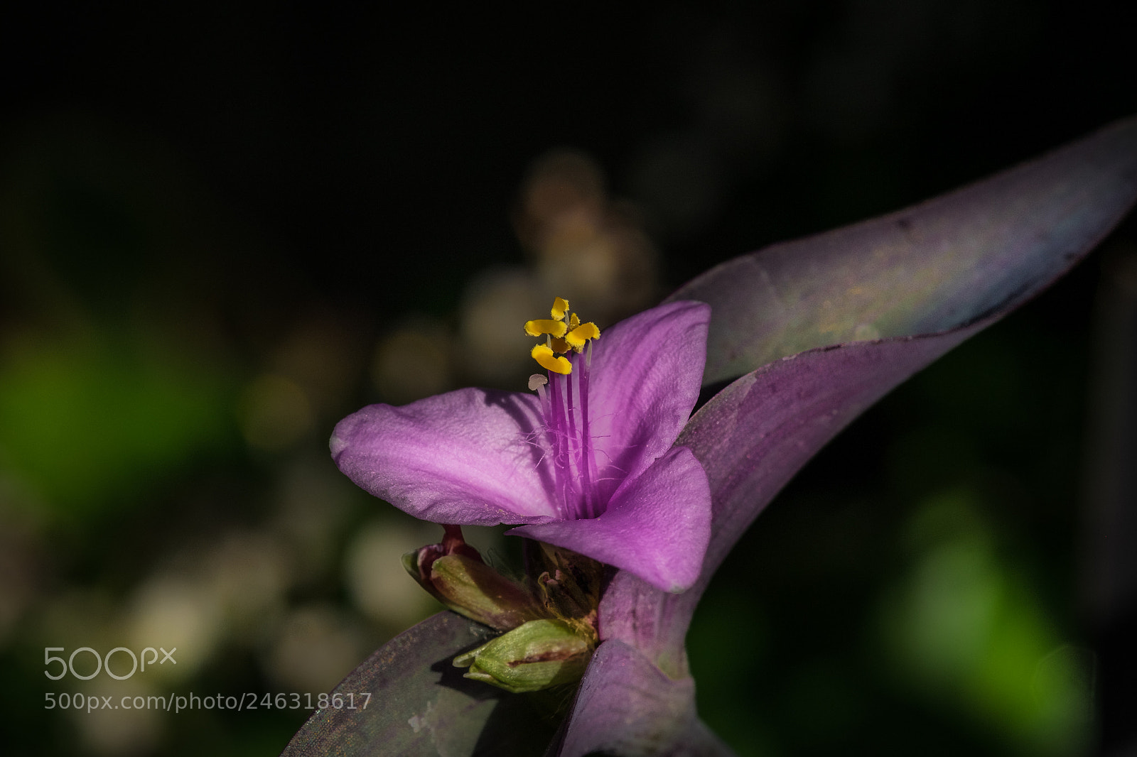 Fujifilm X-T1 sample photo. Purple photography