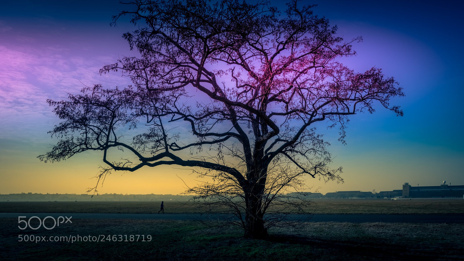Fujifilm X-T20 sample photo. The tree photography
