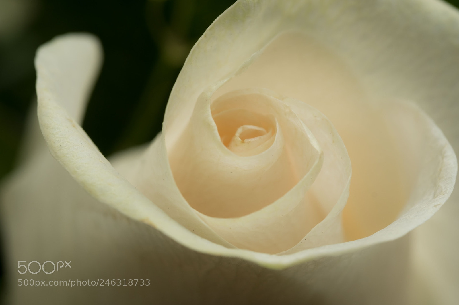 Fujifilm X-T2 sample photo. White rose photography