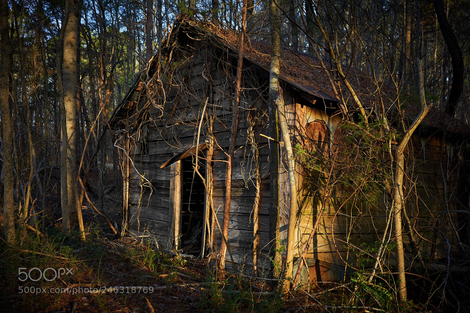 Sony a7R III sample photo. Decadency photography