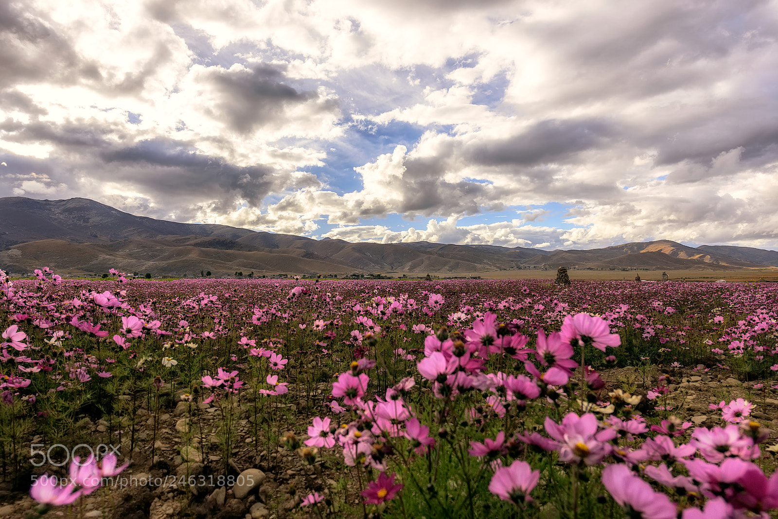 Nikon D810 sample photo. Flower sea photography