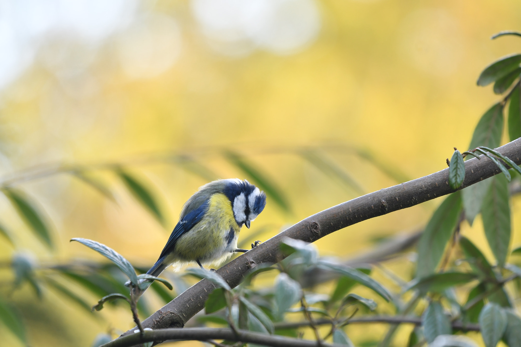 Nikon D500 + Nikon Nikkor AF-S 300mm F4E PF ED VR sample photo