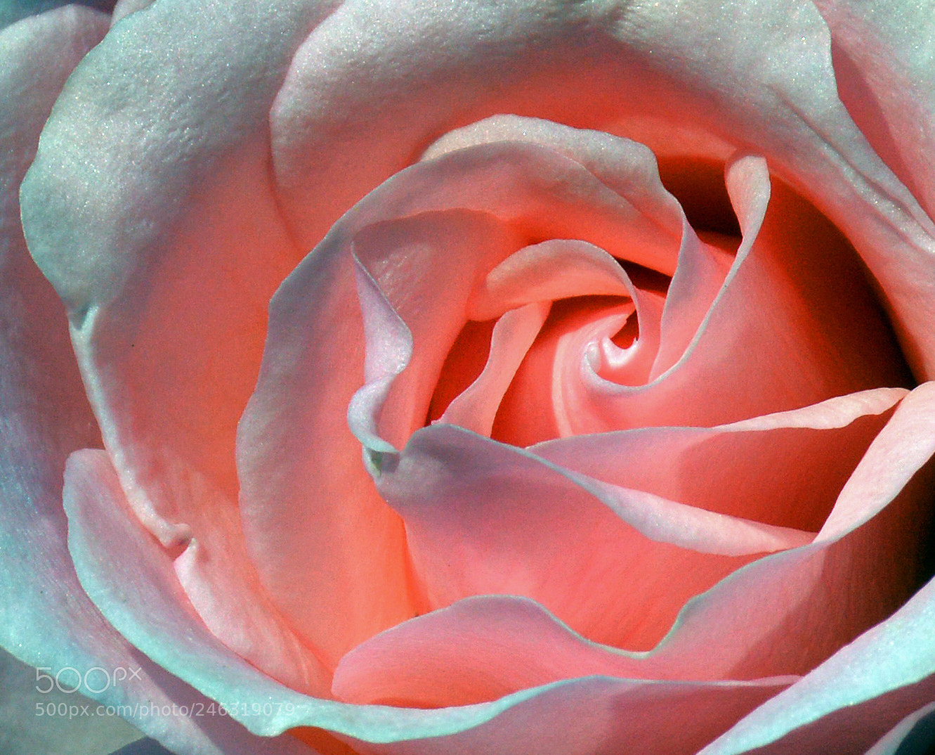 Nikon D5200 sample photo. White rose at sunset photography