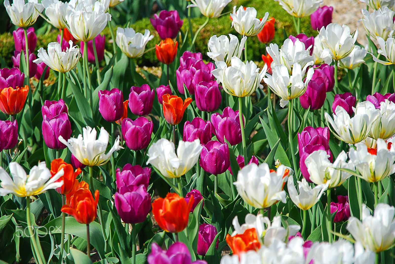 Nikon D80 sample photo. Filed of tulips photography