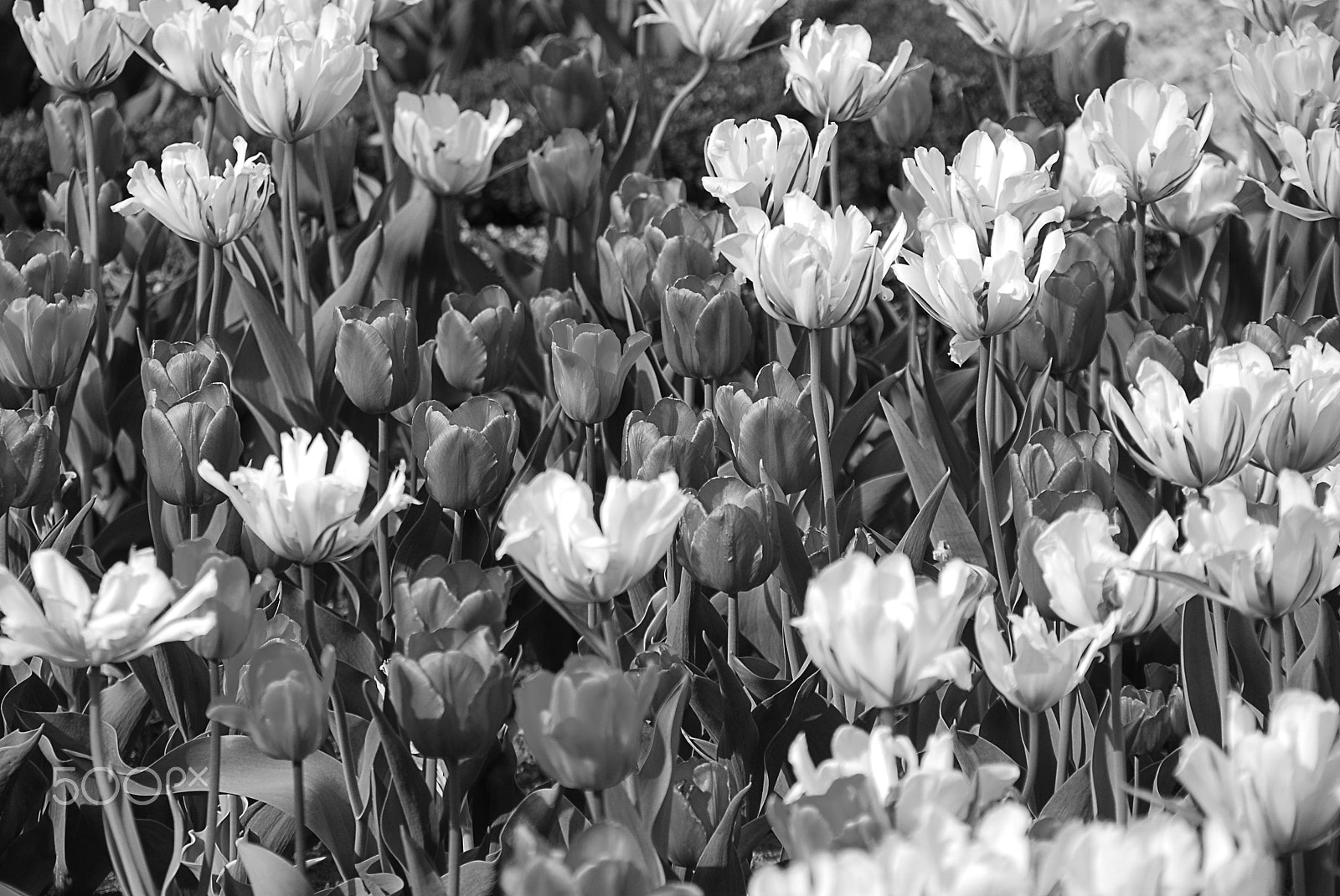 Nikon D80 + Sigma 18-200mm F3.5-6.3 DC OS HSM sample photo. Filed of tulips photography
